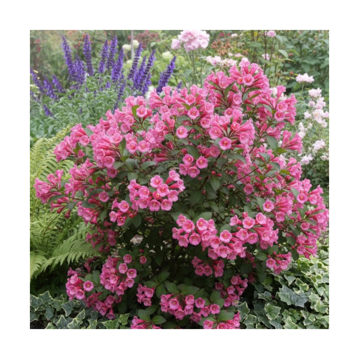 Weigela Victoria, Weigelia Weigela Victoria, Weigelia
