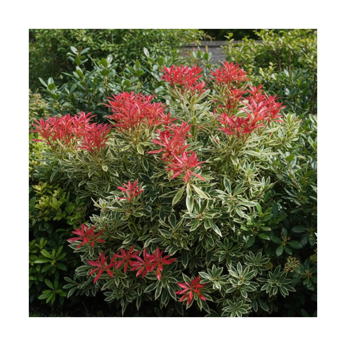 Andromède du Japon Flaming Silver, Pieris