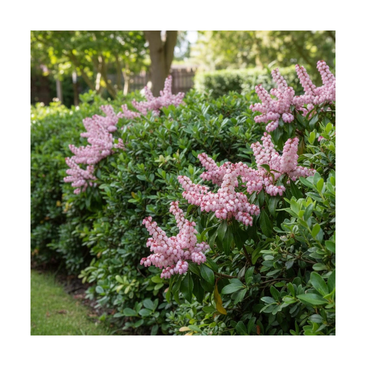 Andromède du Japon Pink Passion 'Opstal69', Pieris Andromède du Japon Pink Passion 'Opstal69', Pieris