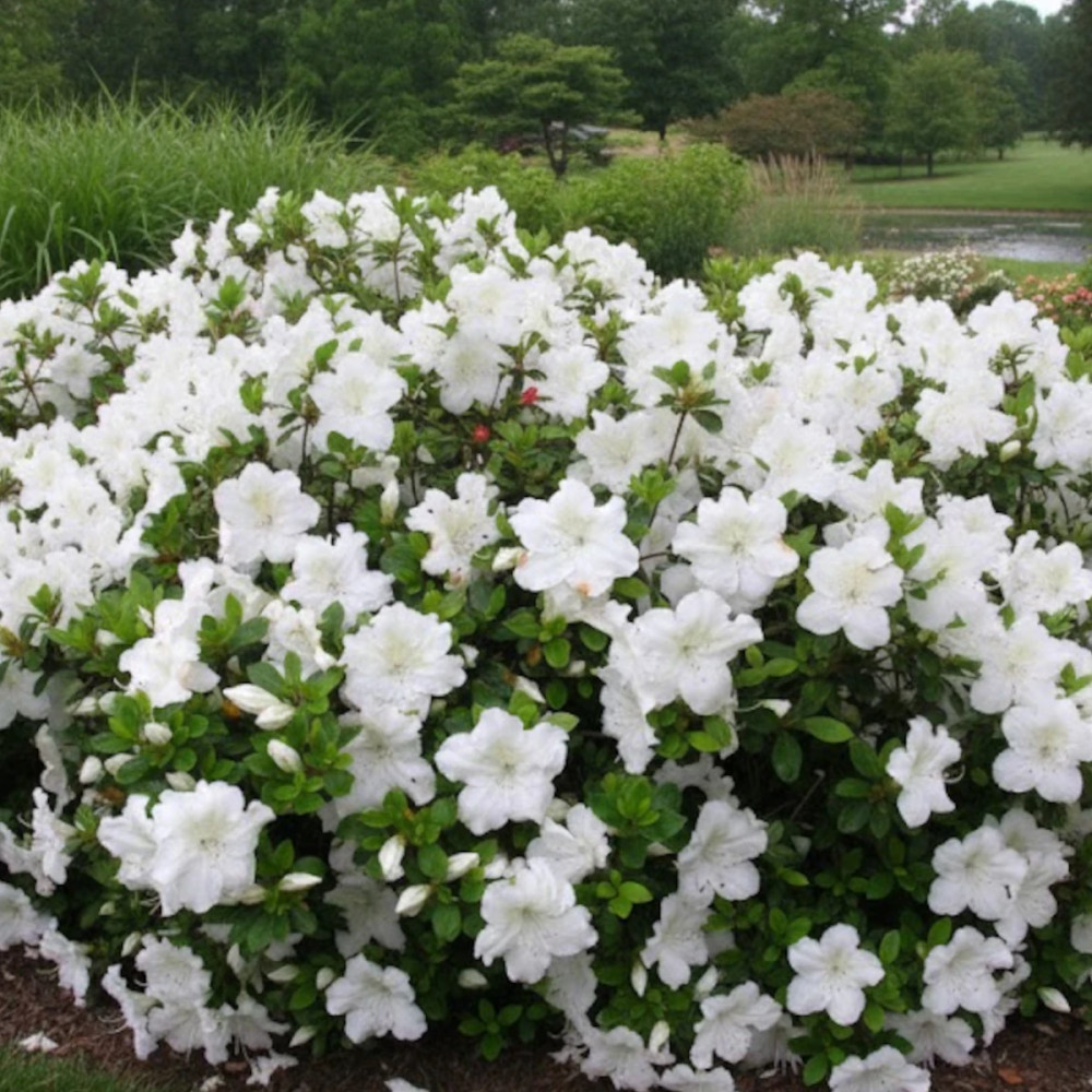 Azalée du Japon Dorothy Heiden - SILENCE, ça pousse !, Azalea Azalée du Japon Dorothy Heiden - SILENCE, ça pousse !, Azalea
