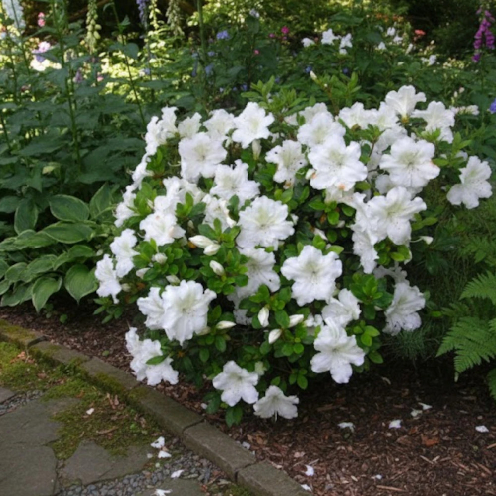 Azalée du Japon Dorothy Heiden - SILENCE, ça pousse !, Azalea Azalée du Japon Dorothy Heiden - SILENCE, ça pousse !, Azalea