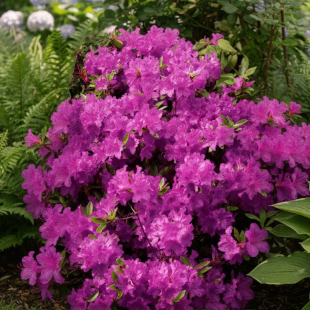 Azalée du Japon Purple Splendor, Azalea Azalée du Japon Purple Splendor, Azalea