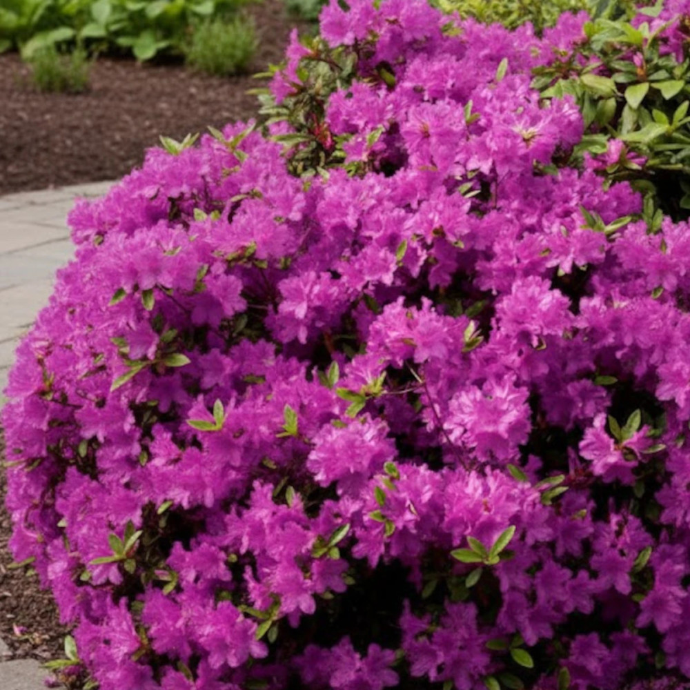 Azalée du Japon Purple Splendor, Azalea Azalée du Japon Purple Splendor, Azalea