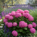 Hortensia Benelux Rose - SILENCE, ça pousse !, Hydrangea macrophylla