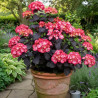 Hortensia Black Velvet® \'DARBI\', Hydrangea macrophylla