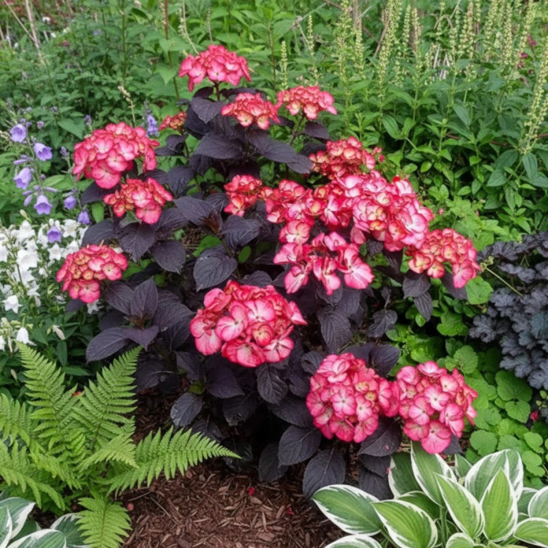 Hortensia Black Velvet® 'DARBI', Hydrangea macrophylla