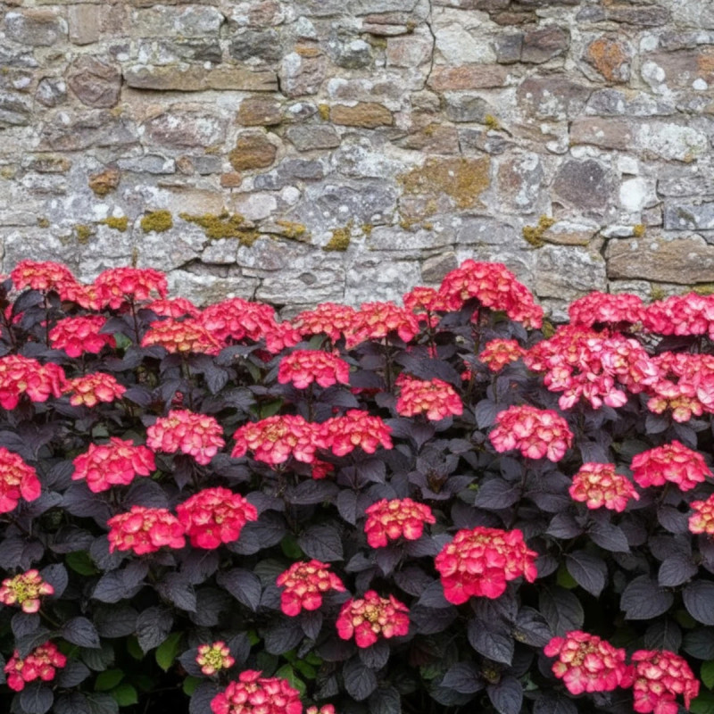 Hortensia Black Velvet® 'DARBI', Hydrangea macrophylla