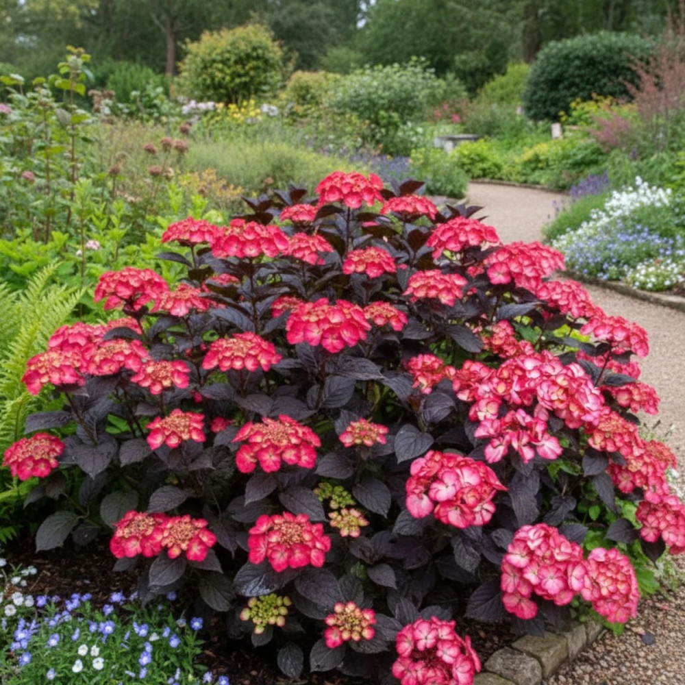 Hortensia Black Velvet® 'DARBI', Hydrangea macrophylla