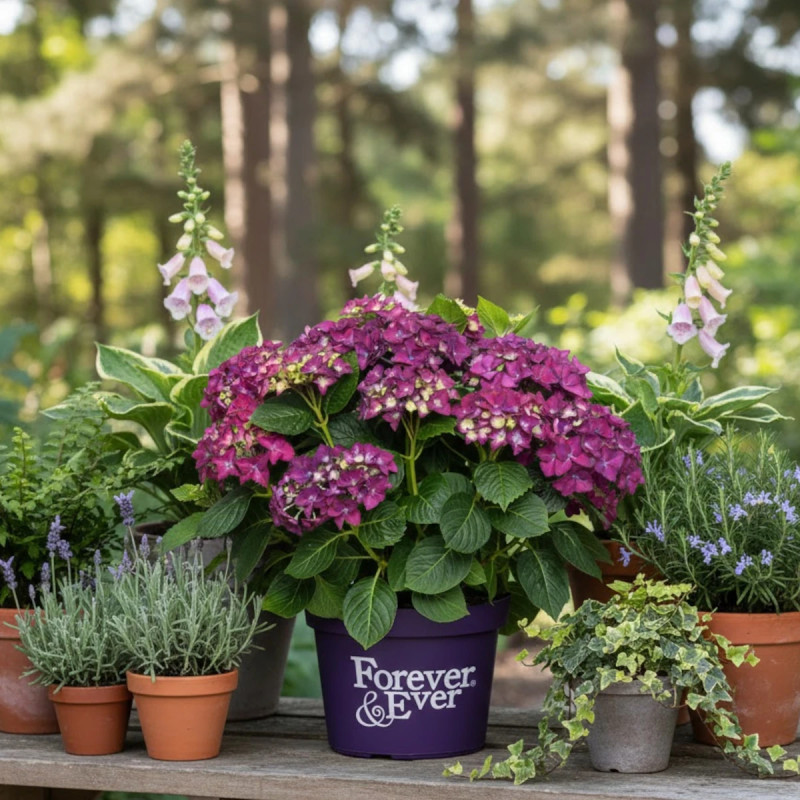Hortensia Forever&Ever® Purple, Hydrangea macrophylla