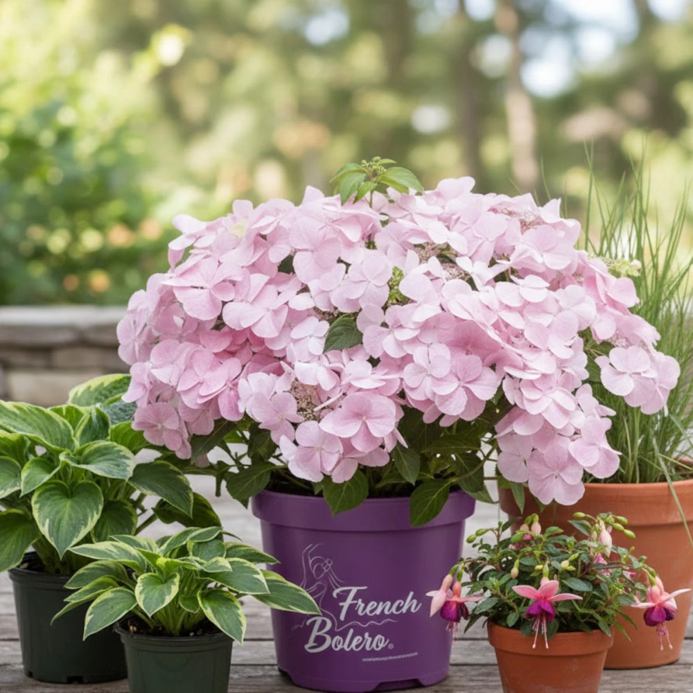 Hortensia French Bolero® 'Bolero', Hydrangea macrophylla