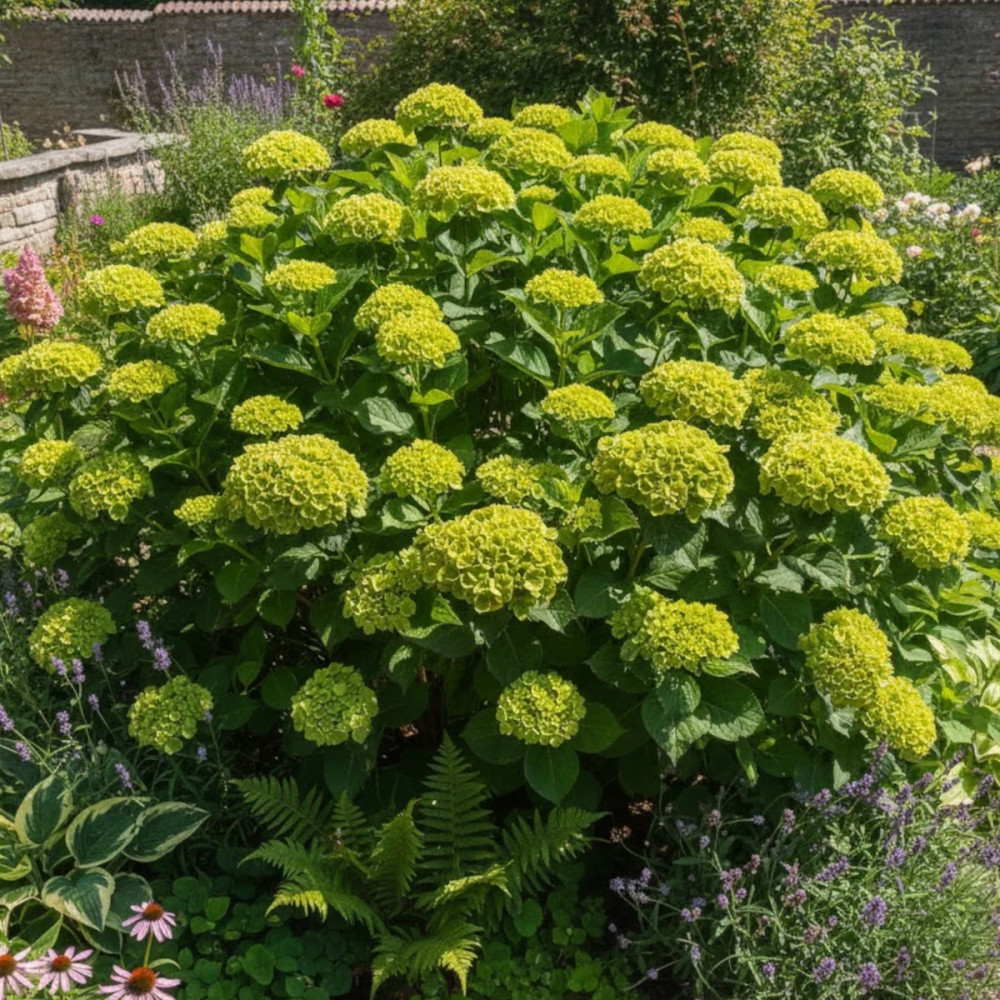 Hortensia Green Ever Belles® 'Hortmagreclo', Hydrangea macrophylla