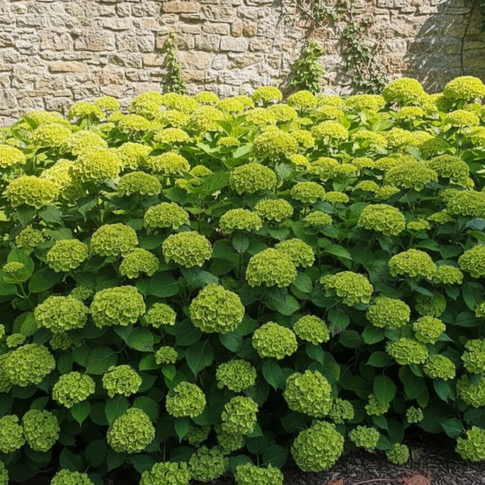 Hortensia Green Ever Belles® 'Hortmagreclo', Hydrangea macrophylla