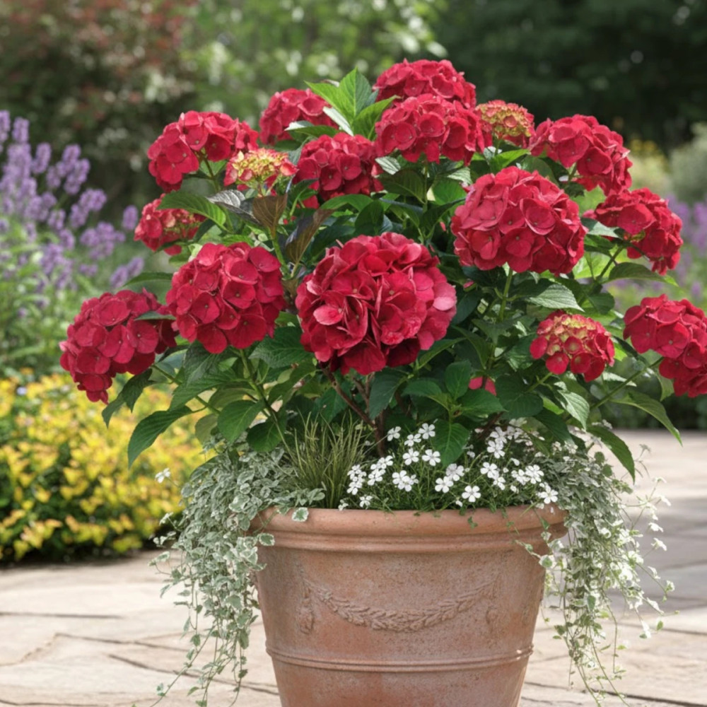 Hortensia Julisa - SILENCE, ça pousse !, Hydrangea macrophylla