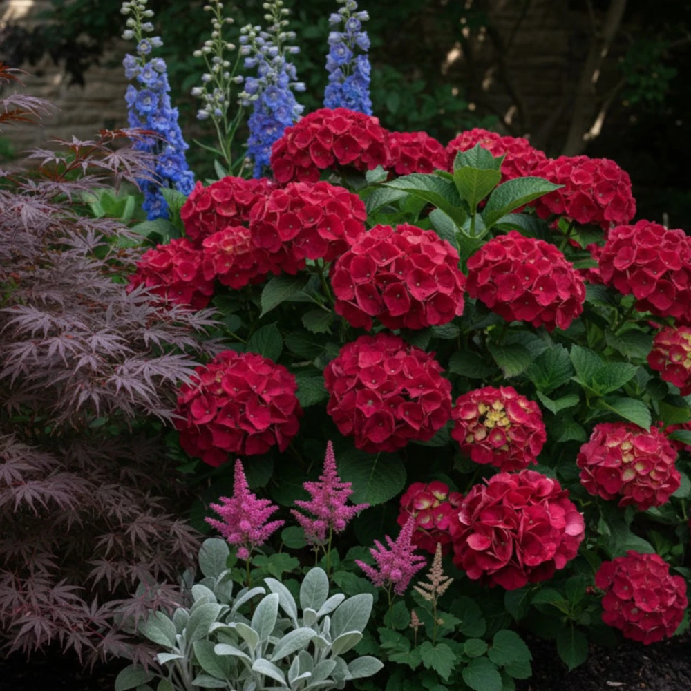 Hortensia Julisa - SILENCE, ça pousse !, Hydrangea macrophylla