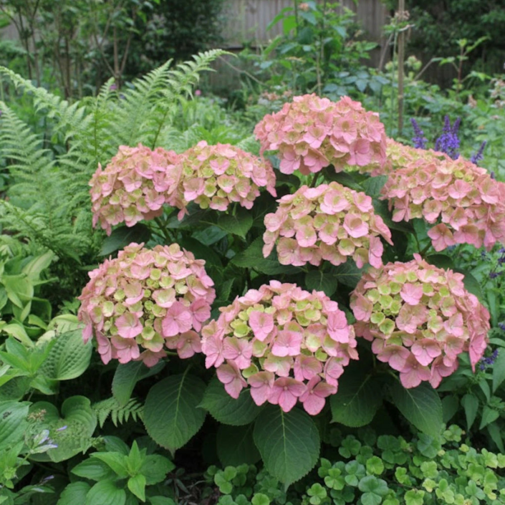 Hortensia Valvert®, Hydrangea macrophylla