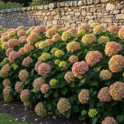 Hortensia Valvert®, Hydrangea macrophylla