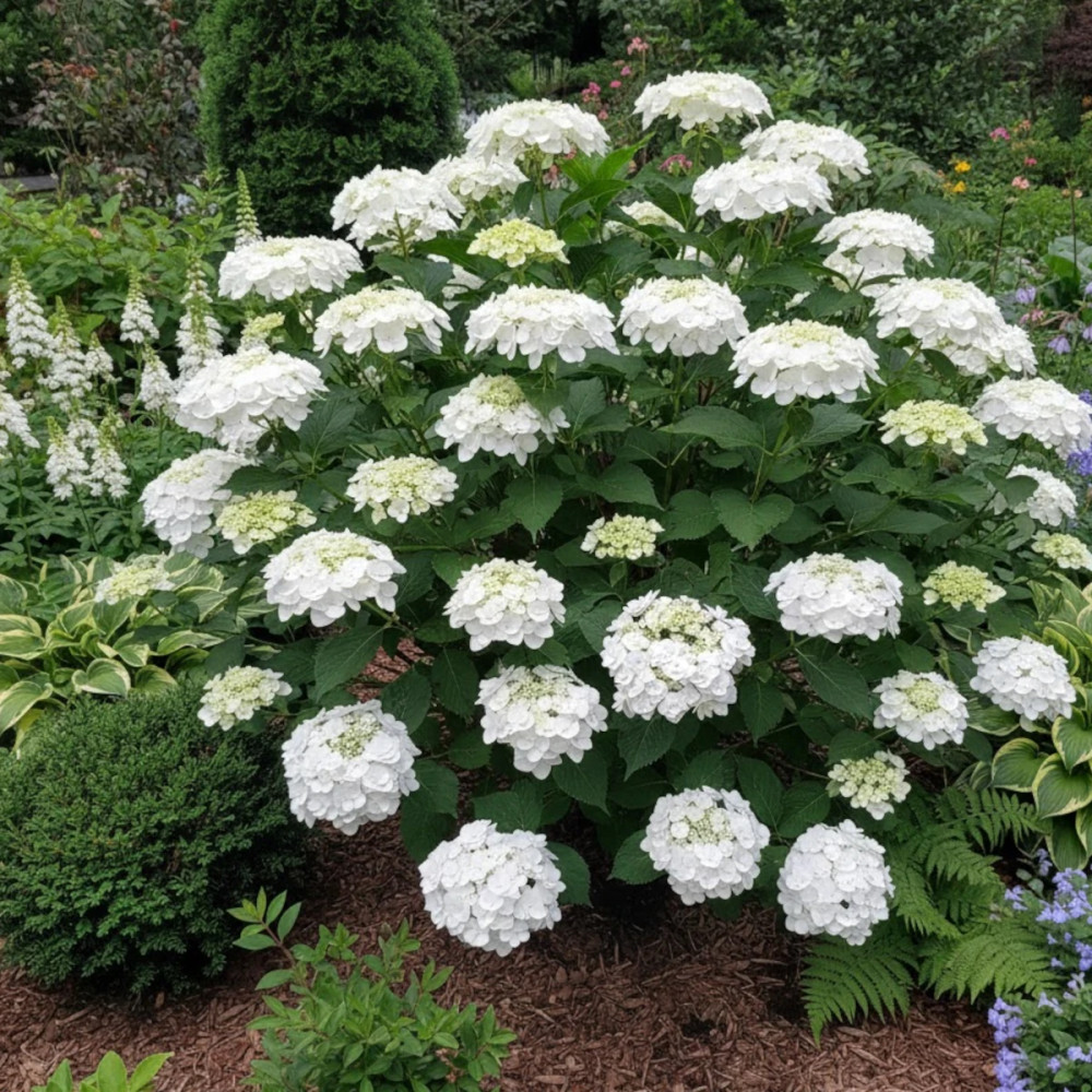 Hortensia Wedding Gown®, Hydrangea macrophylla