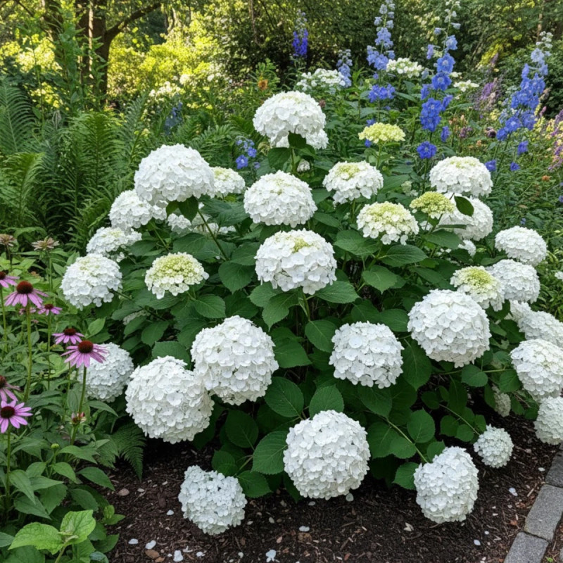Hortensia Wedding Gown®, Hydrangea macrophylla