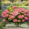 Hortensia YOU&ME® Inspire, Hydrangea macrophylla