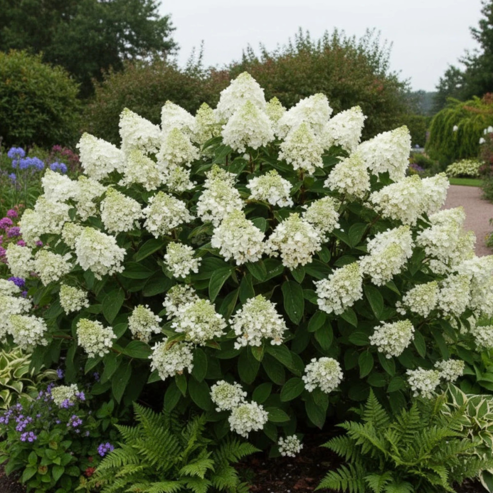 Hortensia paniculata Baby Lace® 'PIIHP1', Hydrangea paniculata