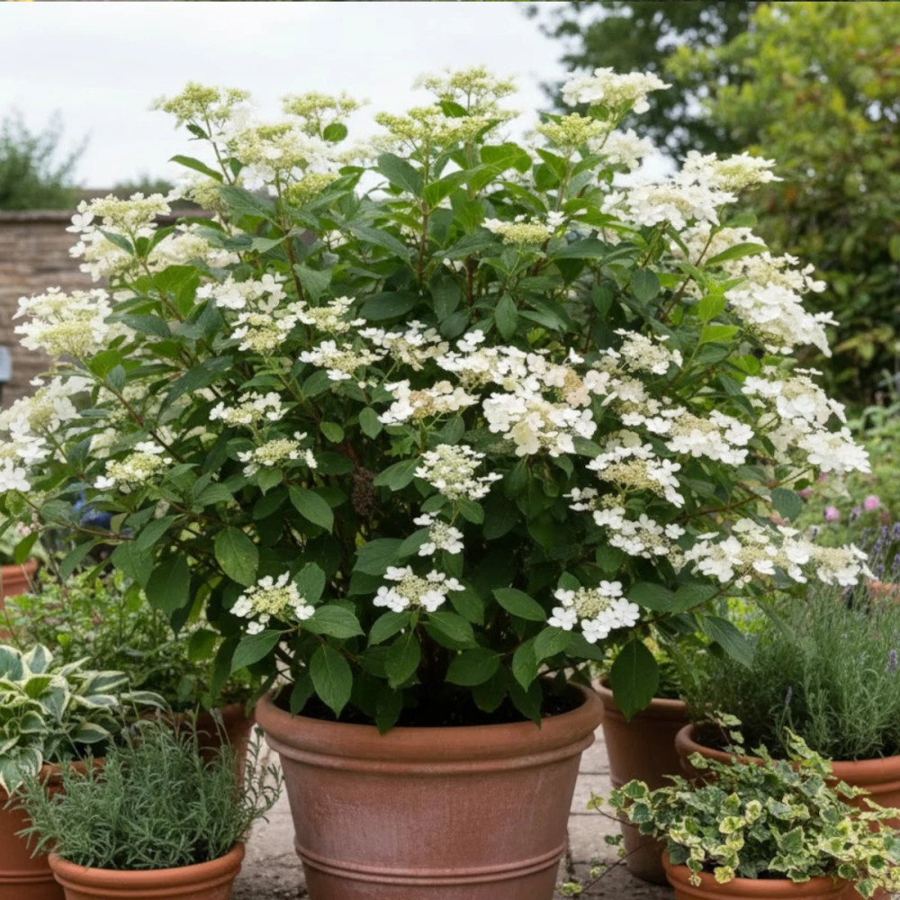 Hortensia paniculata Early Sensation® 'Bulk', Hydrangea paniculata Hortensia paniculata Early Sensation® 'Bulk', Hydrangea paniculata