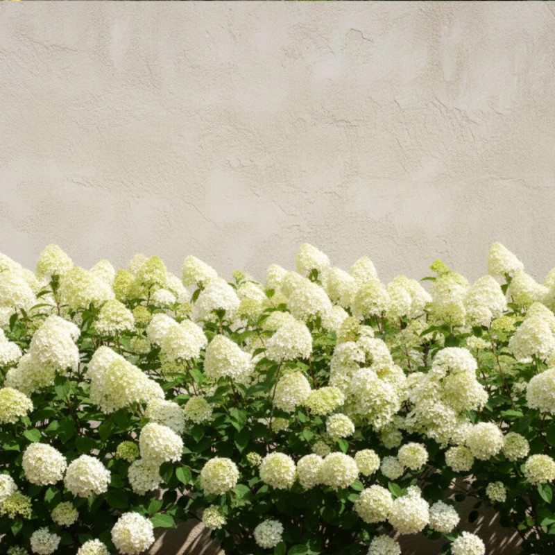 Hortensia paniculata Early Sensation® 'Bulk', Hydrangea paniculata