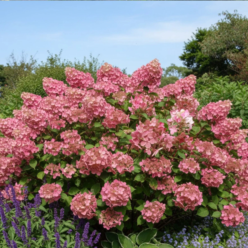Hortensia paniculata Early Sensation® 'Bulk', Hydrangea paniculata