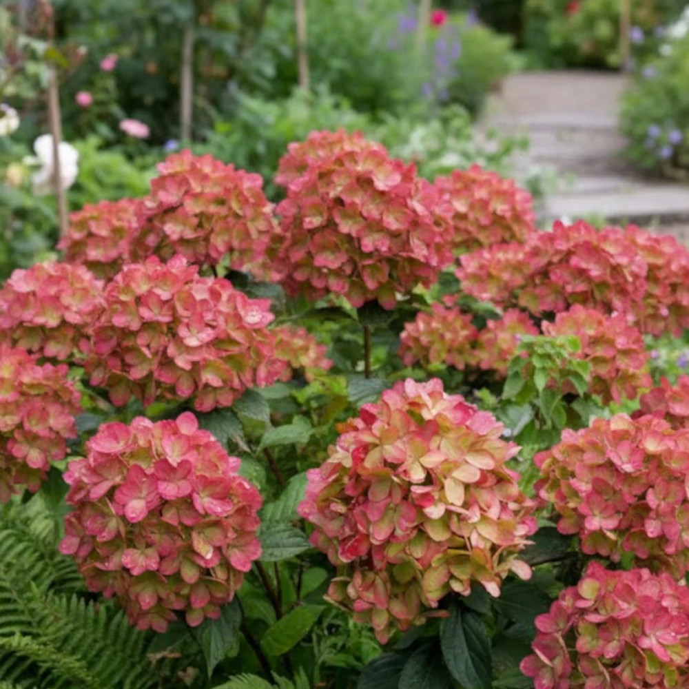 Hortensia paniculata Graffiti® 'Rou201406', Hydrangea paniculata