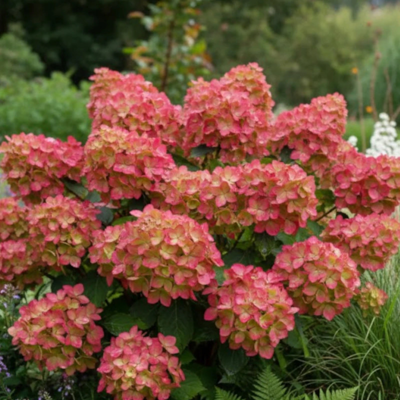 Hortensia paniculata Graffiti® 'Rou201406', Hydrangea paniculata