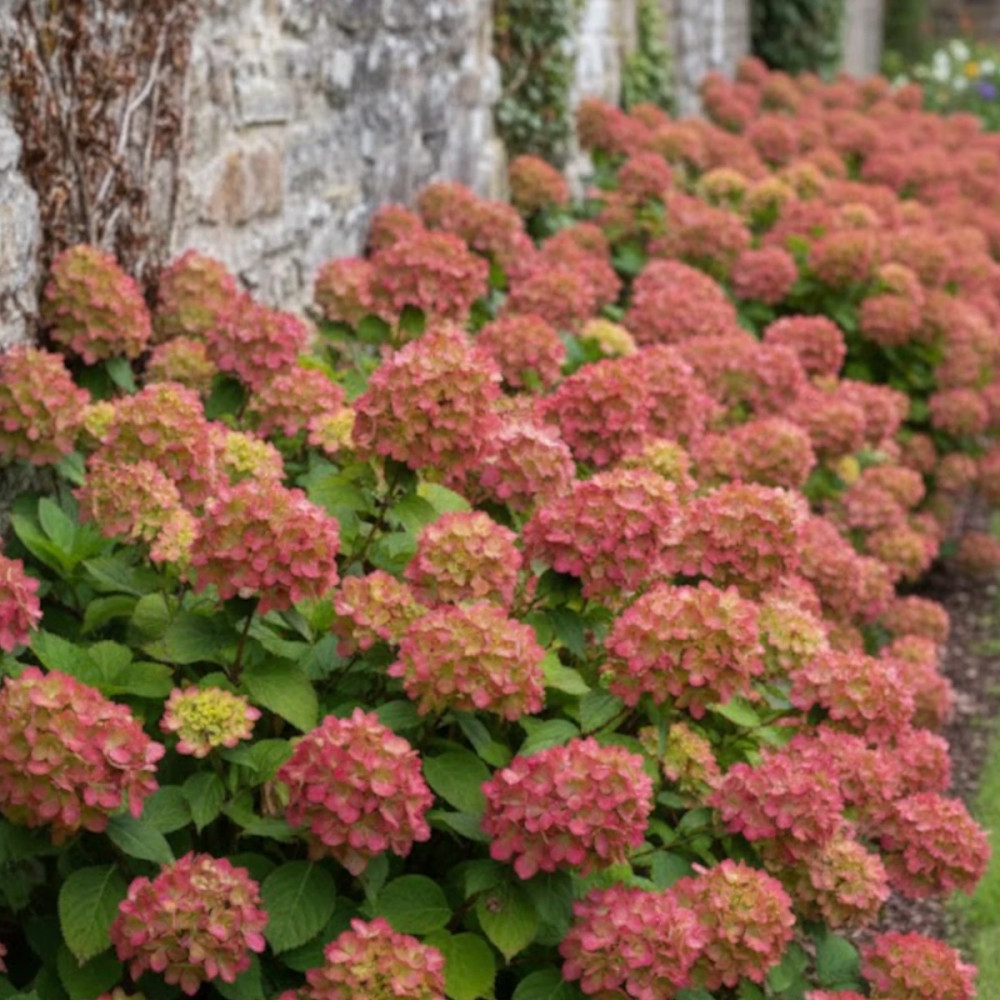 Hortensia paniculata Graffiti® 'Rou201406', Hydrangea paniculata