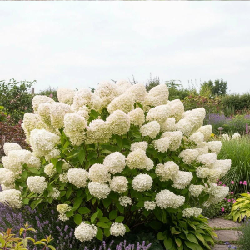 Hortensia paniculata Grandiflora, Hydrangea paniculata