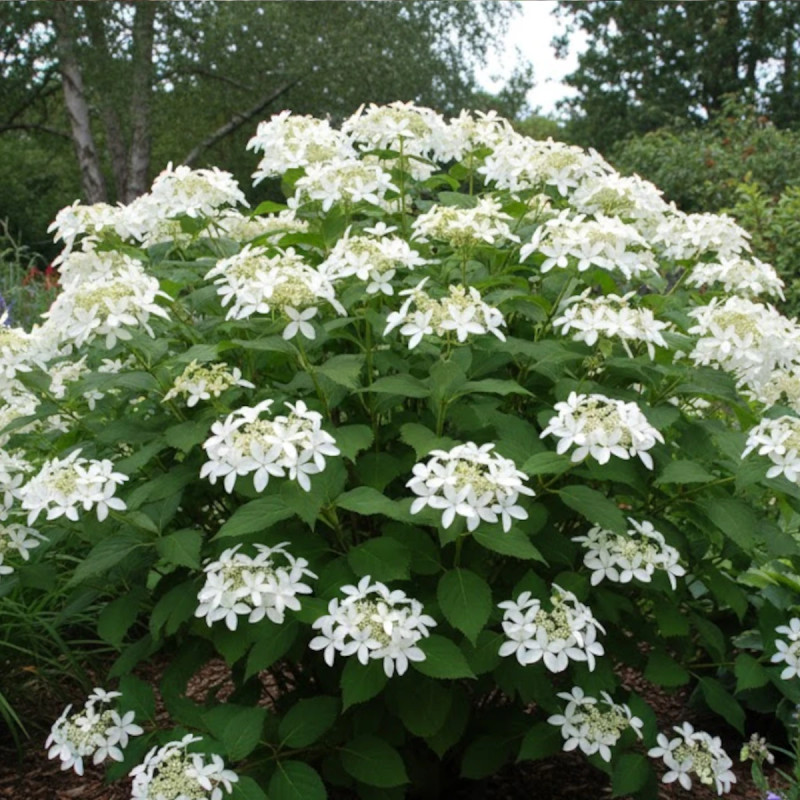 Hortensia paniculata Great Star® 'Le Vasterival', Hydrangea paniculata