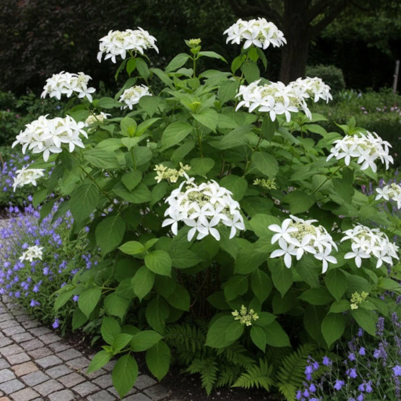 Hortensia paniculata Great Star® 'Le Vasterival', Hydrangea paniculata