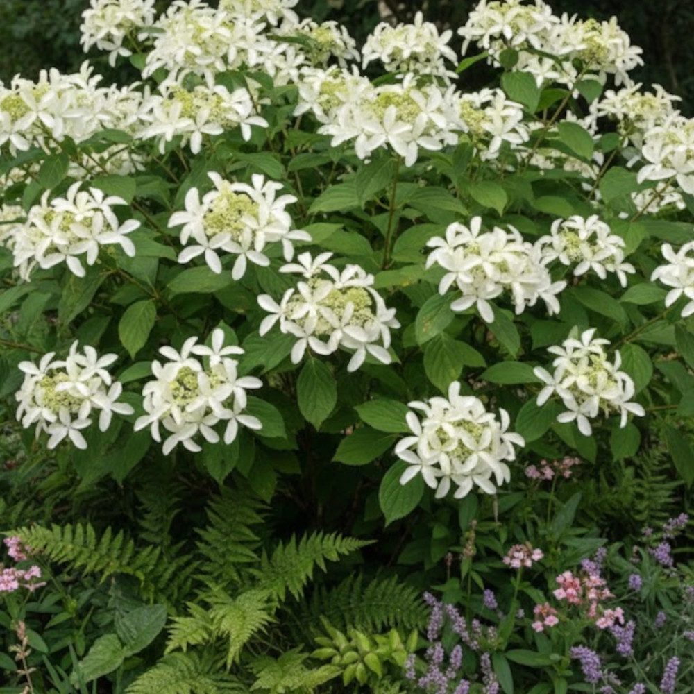 Hortensia paniculata Great Star® 'Le Vasterival', Hydrangea paniculata Hortensia paniculata Great Star® 'Le Vasterival', Hydrangea paniculata