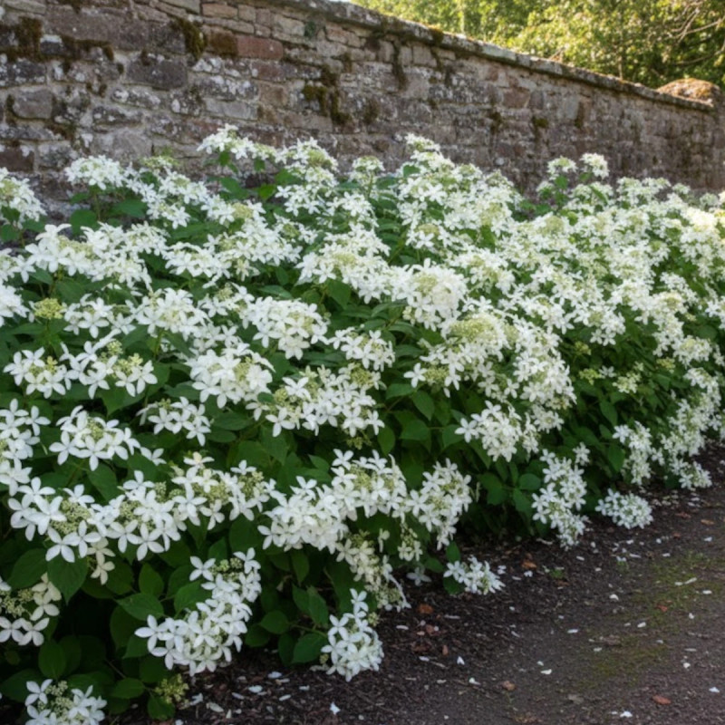 Hortensia paniculata Great Star® 'Le Vasterival', Hydrangea paniculata