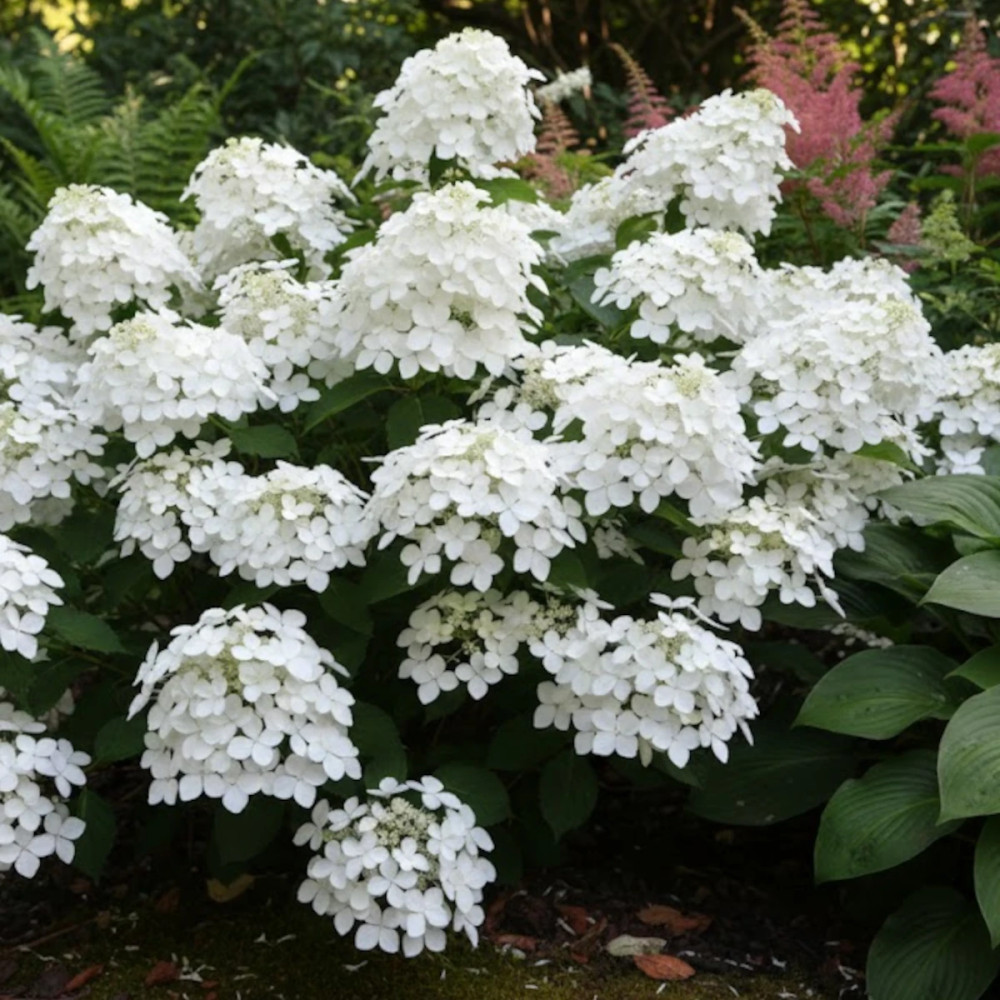 Hortensia paniculata Levana®, Hydrangea paniculata