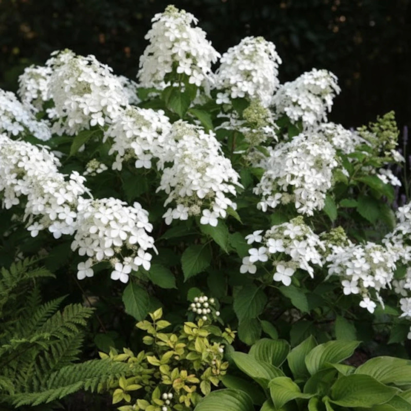 Hortensia paniculata Levana®, Hydrangea paniculata