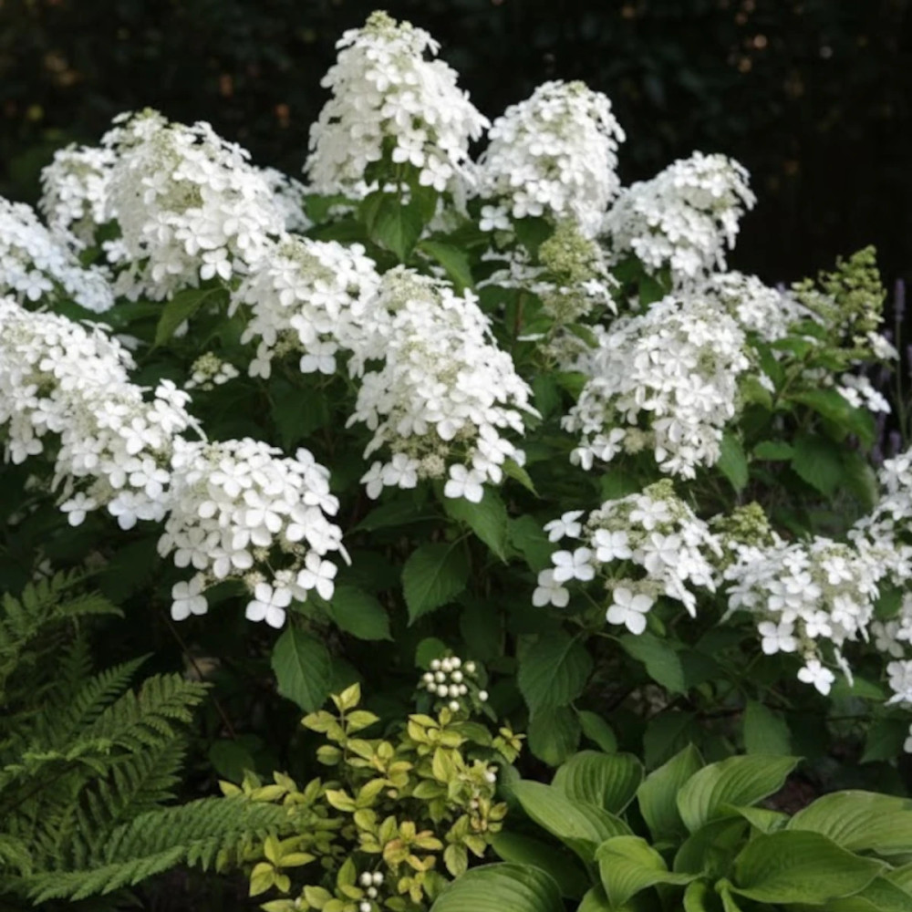 Hortensia paniculata Levana®, Hydrangea paniculata