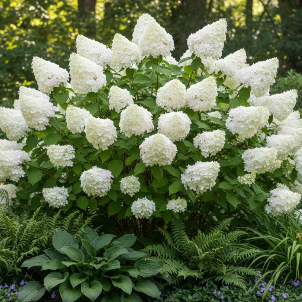 Hortensia paniculata Magical® Sweet Summer 'Bokrathirteen', Hydrangea paniculata Hortensia paniculata Magical® Sweet Summer 'Bokrathirteen', Hydrangea paniculata