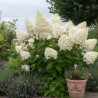 Hortensia paniculata Phantom - SILENCE, ça pousse !, Hydrangea paniculata