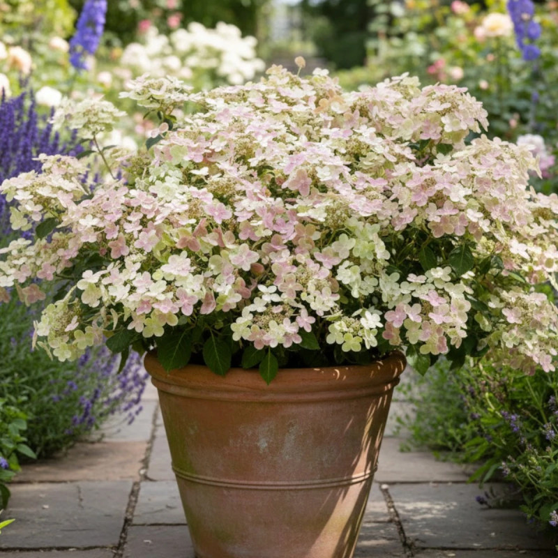 Hortensia paniculata Polestar® 'Breg14', Hydrangea paniculata