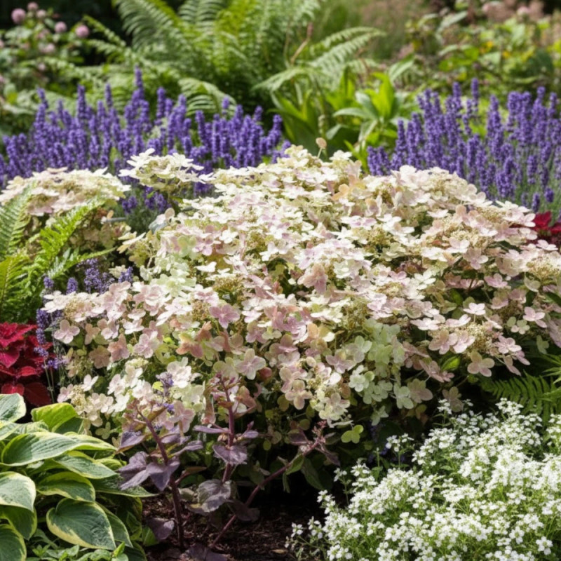 Hortensia paniculata Polestar® 'Breg14', Hydrangea paniculata