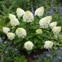 Hortensia paniculata Silver Dollar - SILENCE, ça pousse !, Hydrangea paniculata
