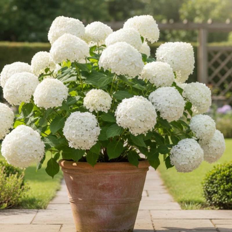 Hortensia de Virginie Annabelle - SILENCE, ça pousse !, Hortensia arborescens