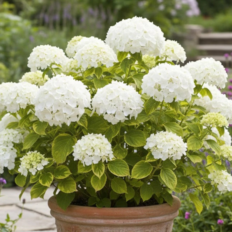 Hortensia de Virginie Golden Annabelle, Hortensia arborescens