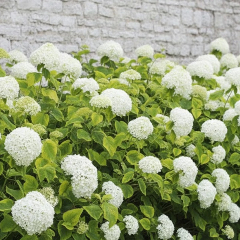 Hortensia de Virginie Golden Annabelle, Hortensia arborescens