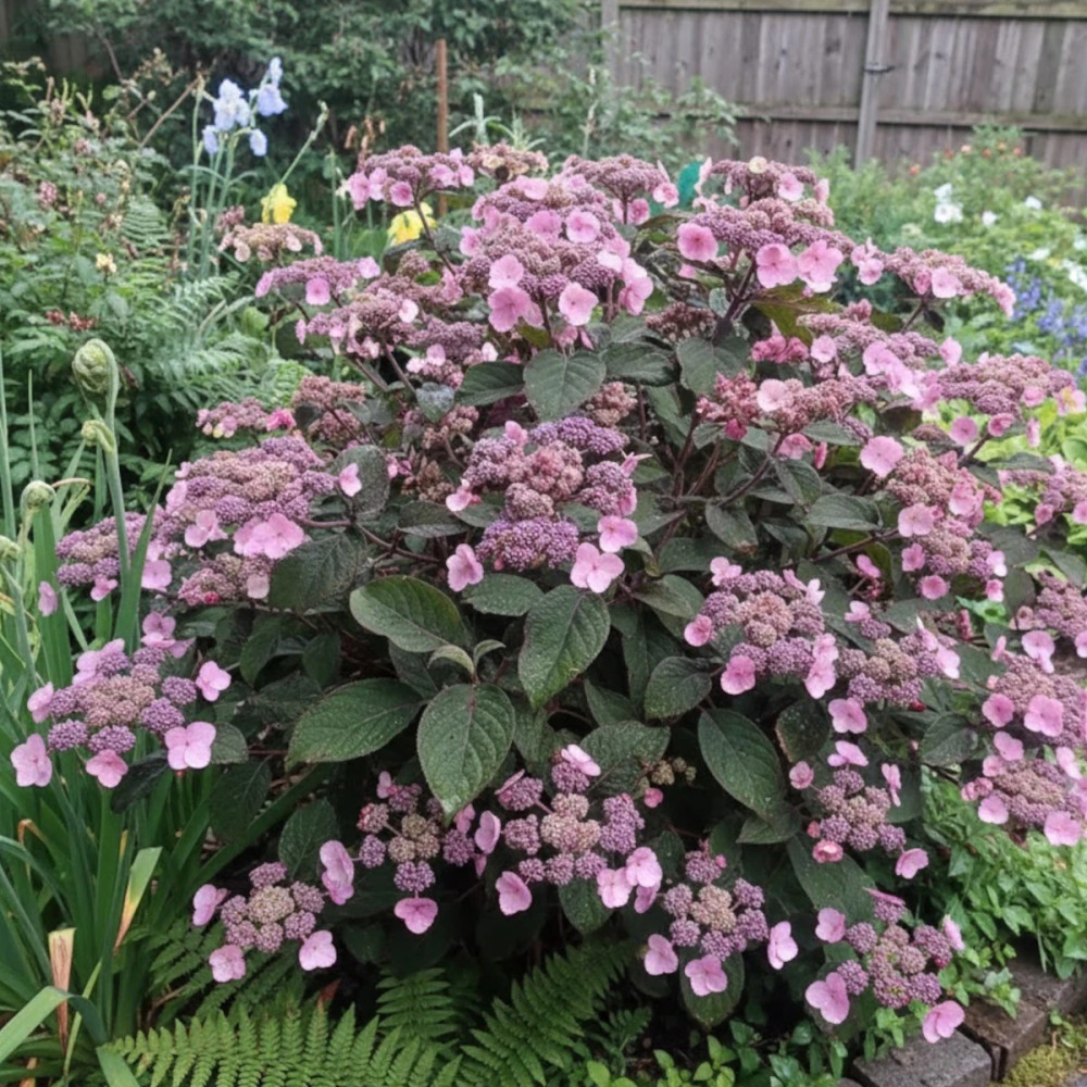 Hortensia arbustif HYDREAM® Chocolate 'HCPF1'