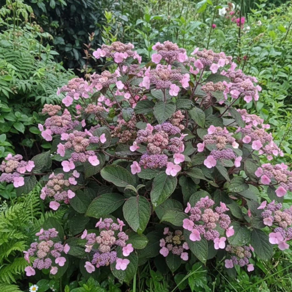 Hortensia arbustif HYDREAM® Chocolate 'HCPF1'