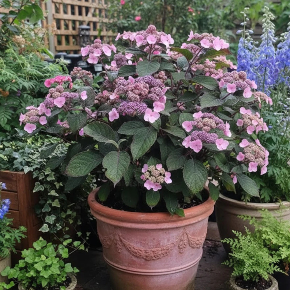 Hortensia arbustif HYDREAM® Chocolate 'HCPF1'