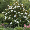 Magnolia à grandes fleurs Treyvei, Magnolia persistant